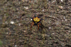 Macracantha