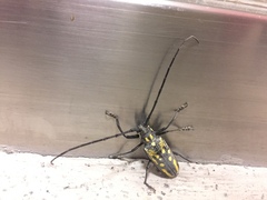 Batocera lineolata