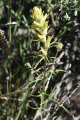 Castilleja flava flava