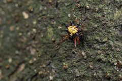 Macracantha
