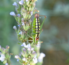 Poecilimon macedonicus