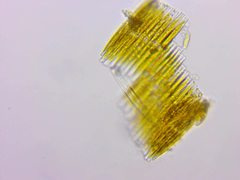 Bacillaria paxillifera