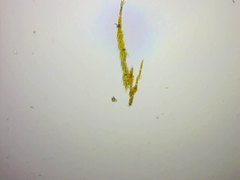 Bacillaria paxillifera