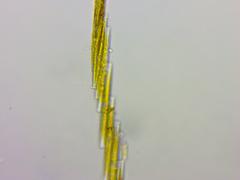 Bacillaria paxillifera