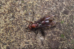 Polistes