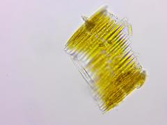 Bacillaria paxillifera