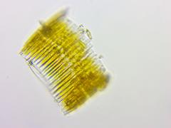 Bacillaria paxillifera