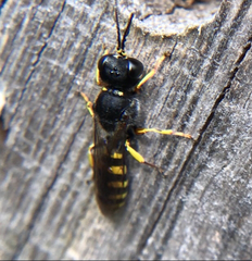 Ectemnius cephalotes