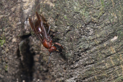 Polistes