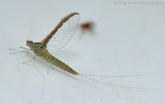 Callibaetis floridanus