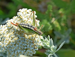 Poecilimon macedonicus