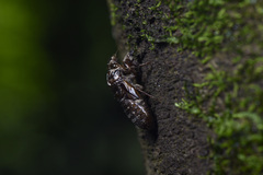 Vagitanus terminalis