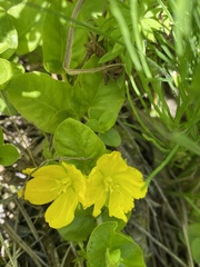 Lysimachia nummularia