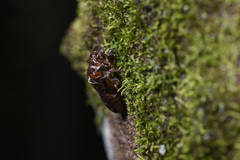 Vagitanus terminalis