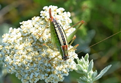 Poecilimon macedonicus