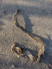 Malpolon monspessulanus