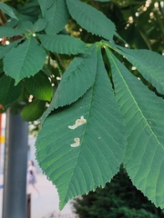 Cameraria ohridella