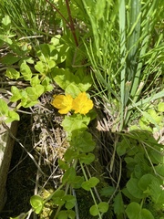 Lysimachia nummularia