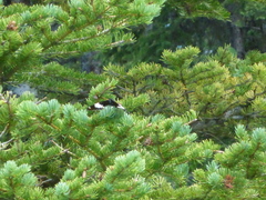 Limenitis arthemis rubrofasciata