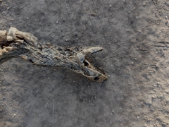 Malpolon monspessulanus