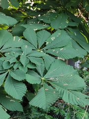 Cameraria ohridella