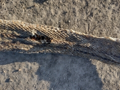 Malpolon monspessulanus