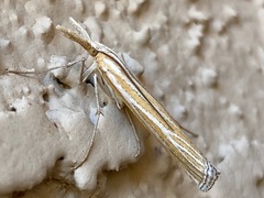 Eufernaldia cadarellus