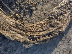 Malpolon monspessulanus