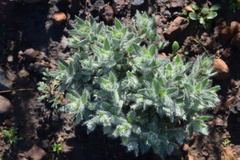 Xiphotheca lanceolata