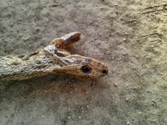 Malpolon monspessulanus