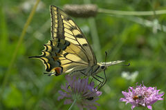 Papilio machaon