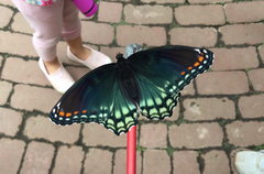Limenitis arthemis