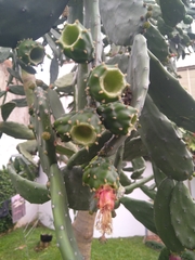 Opuntia cochenillifera