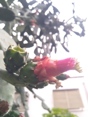 Opuntia cochenillifera