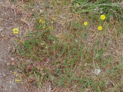 Potentilla pedata
