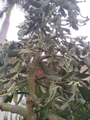 Opuntia cochenillifera