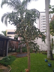 Opuntia cochenillifera