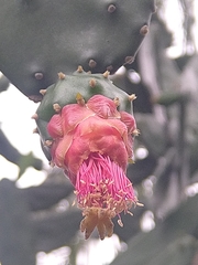Opuntia cochenillifera