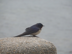 Hirundo rustica