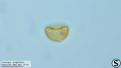 Arcella hemisphaerica