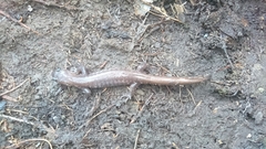 Hynobius arisanensis