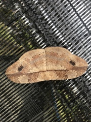 Sphingognatha asclepiades