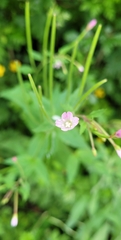 Epilobium montanum