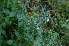 Podosphaera filipendulae