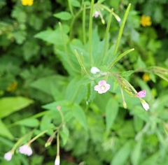 Epilobium montanum