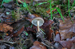 Gymnopus ocior