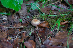 Gymnopus ocior