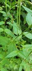 Epilobium montanum