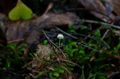 Marasmius wettsteinii