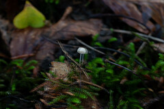 Marasmius wettsteinii